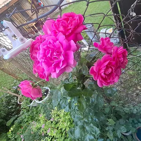 Center With A Backyard Appartamento Burgas